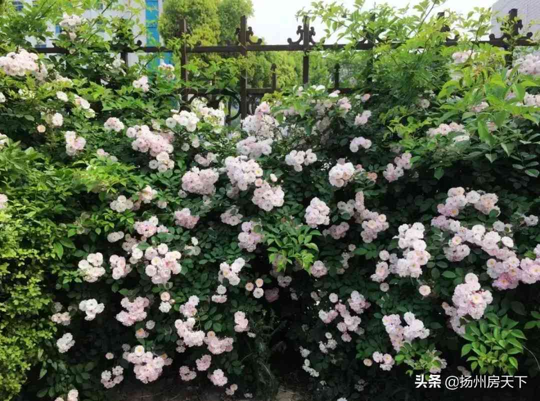 儀征今日黃金價格消息(儀征黃金回收價格)