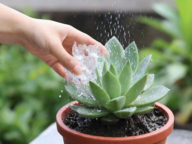 為什么水晶要澆水才能用？詳細解析水晶澆水的原因