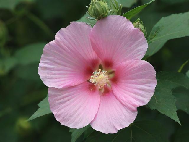 芙蓉石是水晶嗎？為什么？